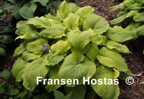 Hosta Cold Heart